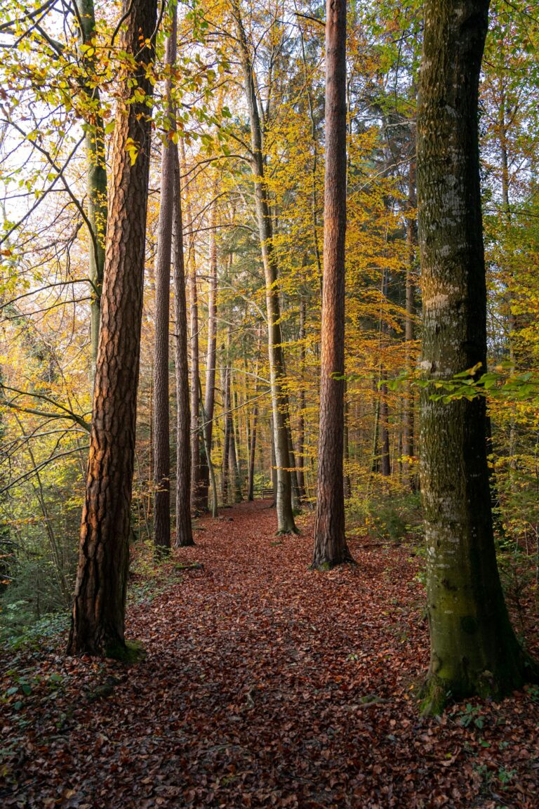 forest trees